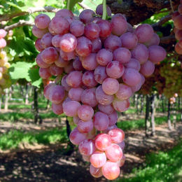 Vigne de table rose / Vitis 'Italia Rubi'